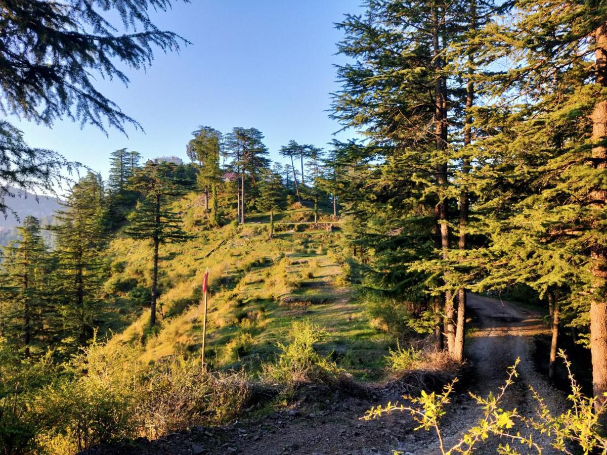 Neha Homestay Shimla Exterior foto